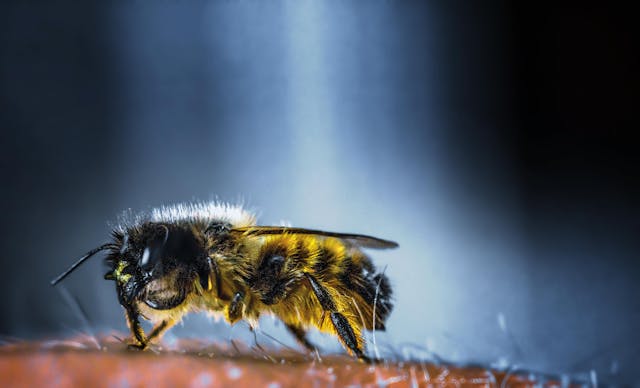 Hôtel à insectes dans un jardin écologique